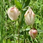 Calochortus albus Кветка