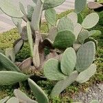 Opuntia robusta Kôra