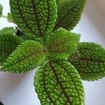 Pilea mollis Hoja