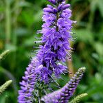 Veronica longifolia 花