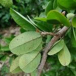 Annona spinescens Leaf