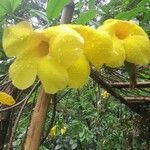 Allamanda cathartica 花