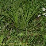 Isoetes setacea Libunga