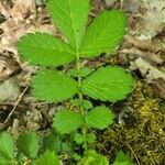 Agrimonia gryposepala Leaf