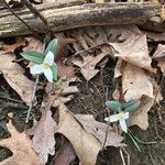 Trillium nivale Staniste