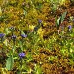 Veronica bellidioides Fula