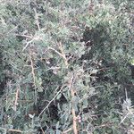 Ceanothus leucodermis Hábito
