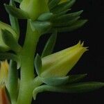 Echeveria platyphylla Flor