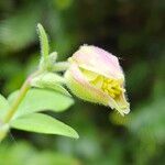 Aquilegia atrata Flower