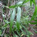 Flagellaria indica Leaf