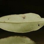 Micropholis guyanensis برگ