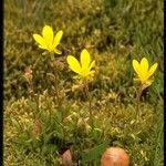 Saxifraga hirculus عادت