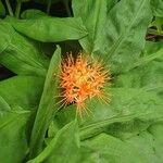 Scadoxus multiflorusЦветок