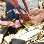 Gentianella campestris Лист