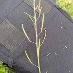 Erucastrum nasturtiifolium Plod