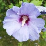 Hibiscus syriacusFleur