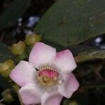 Blakea maurofernandeziana Flower