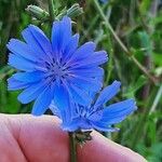 Cichorium endiviaCvet