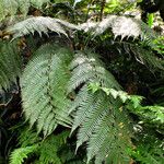 Dicksonia antarctica Habit