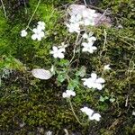 Saxifraga corsica Habitus