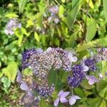 Hydrangea aspera ᱵᱟᱦᱟ