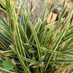 Carex umbrosa Liść