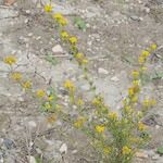 Tanacetum annuum Habit