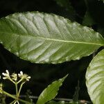 Psychotria horizontalis Fiore