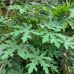 Cnidoscolus aconitifolius Blatt