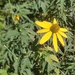 Rudbeckia laciniataফুল