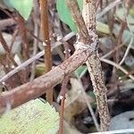 Philadelphus inodorus Bark