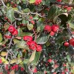 Crataegus persimilis Fruit