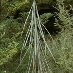 Pseudopanax crassifolius Yaprak