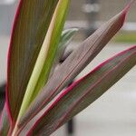 Cordyline australis 叶