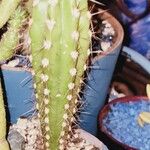 Pachycereus pecten-aboriginum Hoja