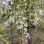 Bursaria spinosa 花