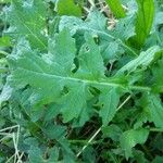 Arabis auriculata Leaf