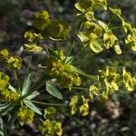 Euphorbia biumbellata Flower