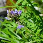 Polemonium occidentale Hábito