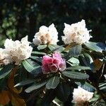 Rhododendron arizelum Flower