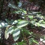 Duguetia pycnastera Лист