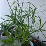 Cyperus papyrusFuelha