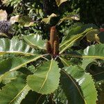 Banksia robur पत्ता