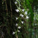 Rhipidoglossum polyanthum Květ