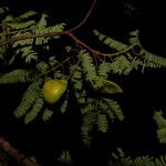 Caesalpinia coriaria Fruto
