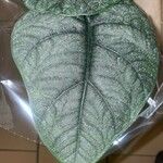 Alocasia melo