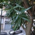 Podocarpus neriifolius Листок