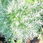 Helichrysum italicum Liść