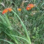 Crocosmia × crocosmiifloraFlower