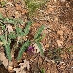 Astragalus hypoglottis Blad